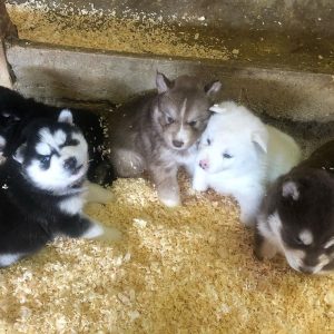 Myas Akc Siberian huskies today 5 weeks old